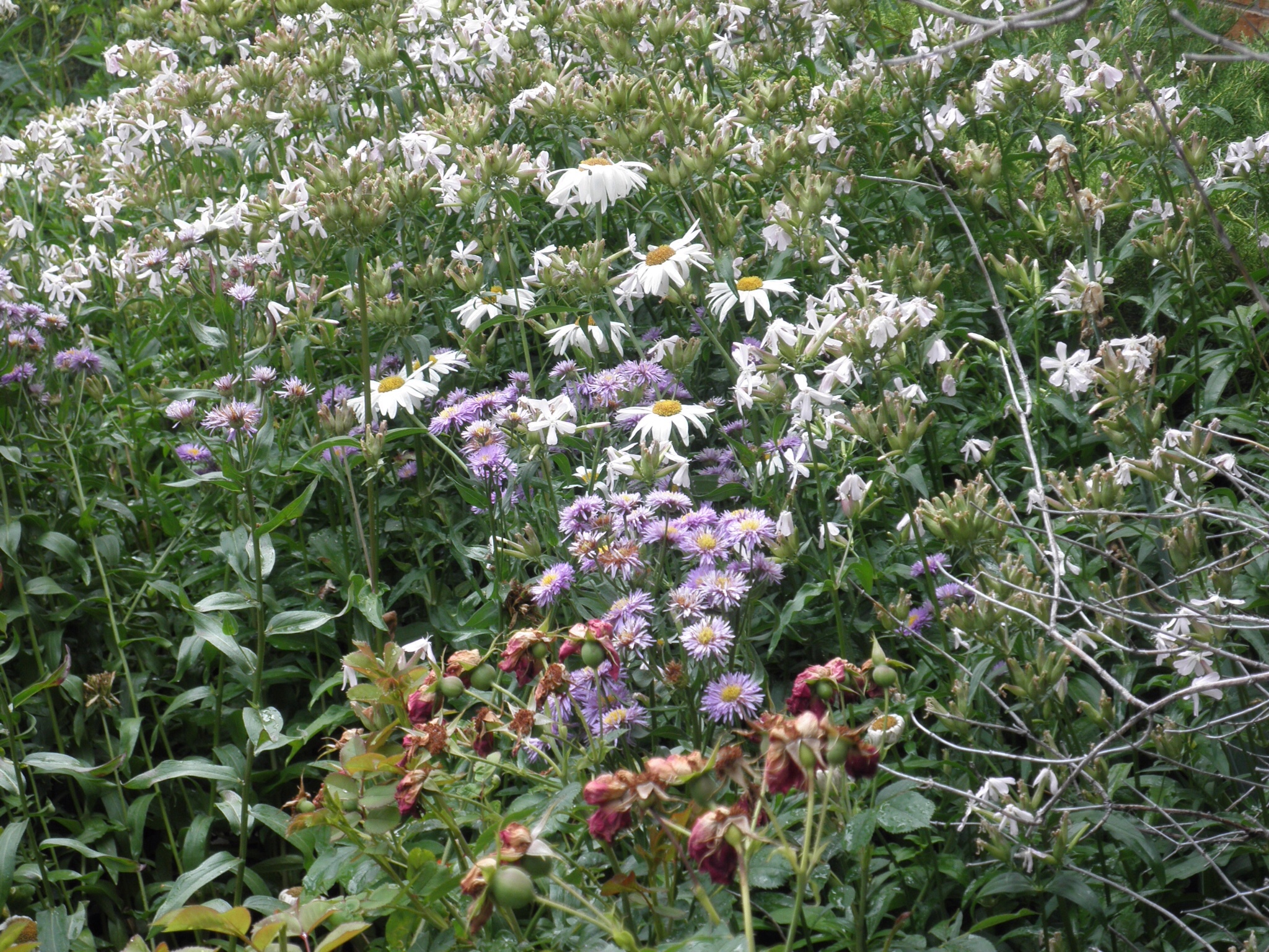 some daisies and purple and white flowers in the grass