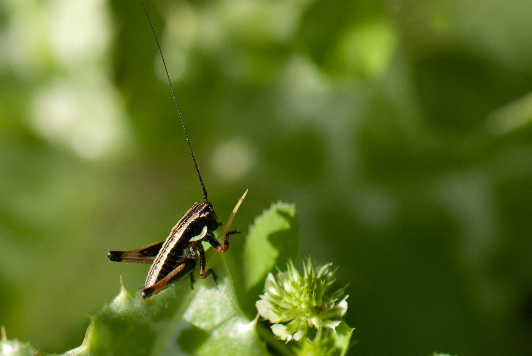 this is a close up po of a grasshopper