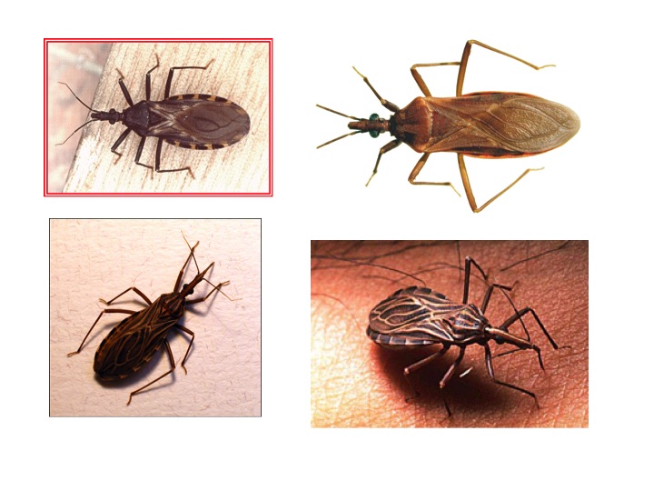 four pictures depicting different bugs and cockfoots