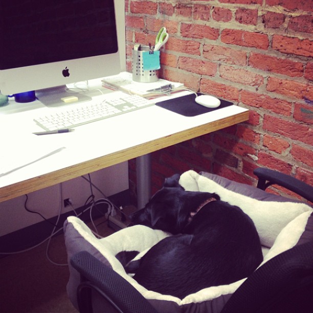 a black dog is sleeping in a computer chair