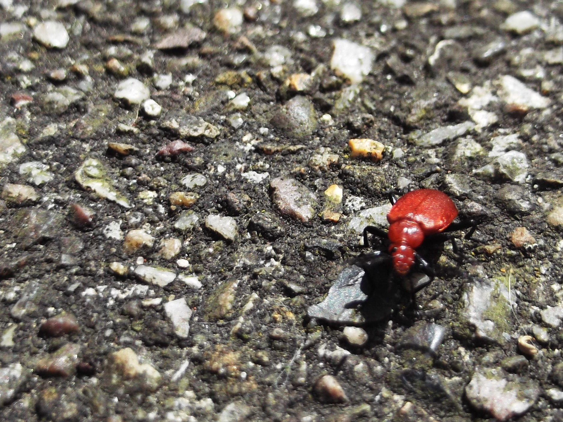 a little red toy on some black rocks