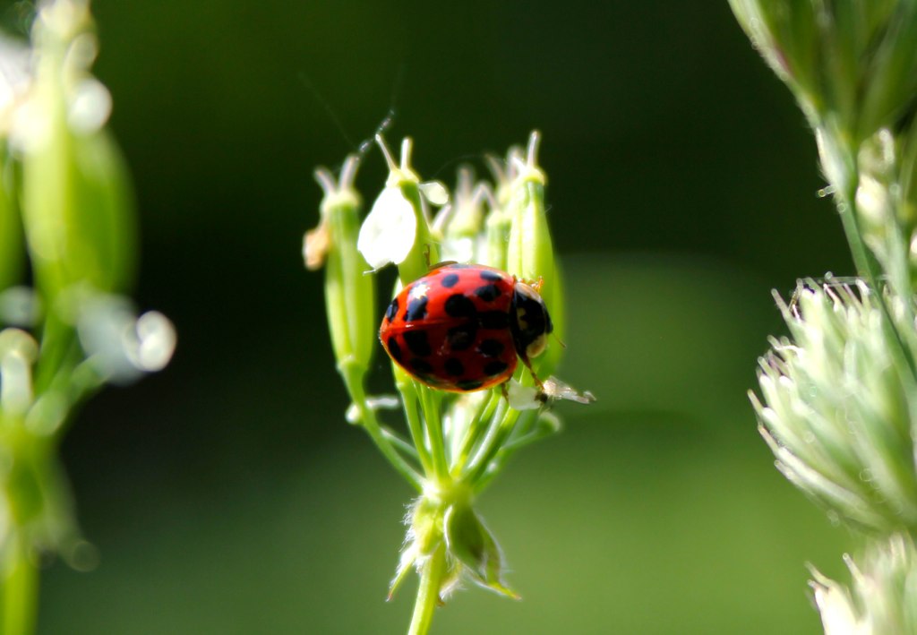 red ladybug on top of green stem in sun