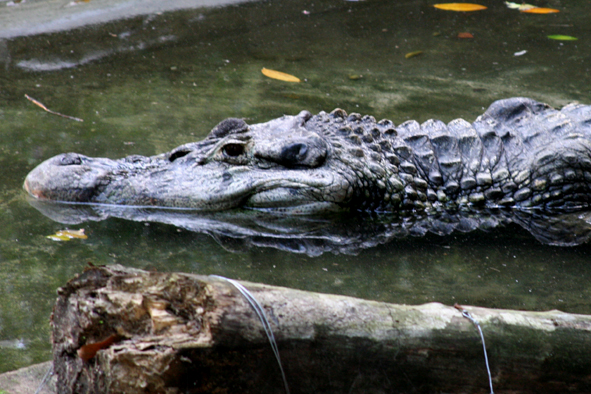 a large crocodile is swimming in the water