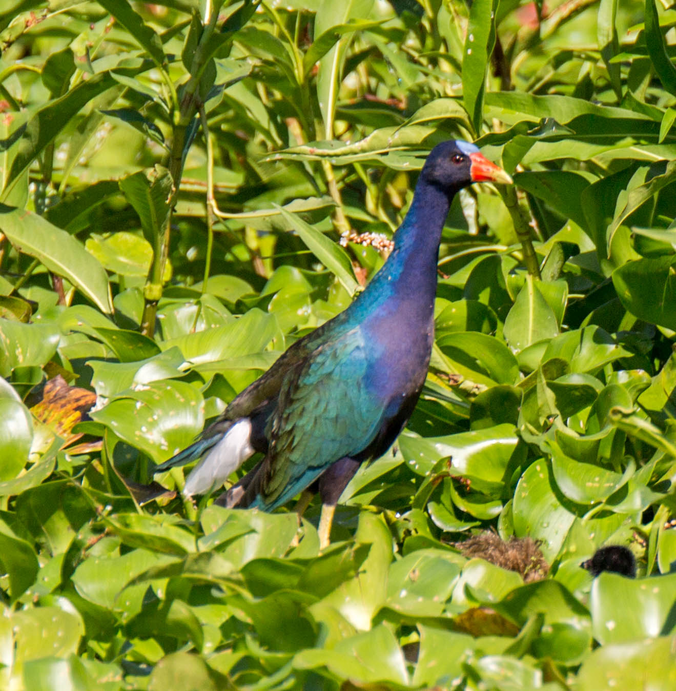 a blue, green and purple bird standing in the bushes