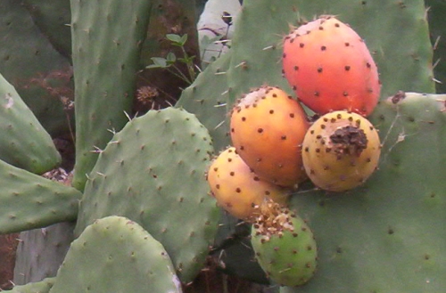 the fruit on the cactus is ripe and ready to be eaten