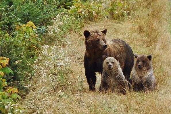 an adult bear standing next to two cubs