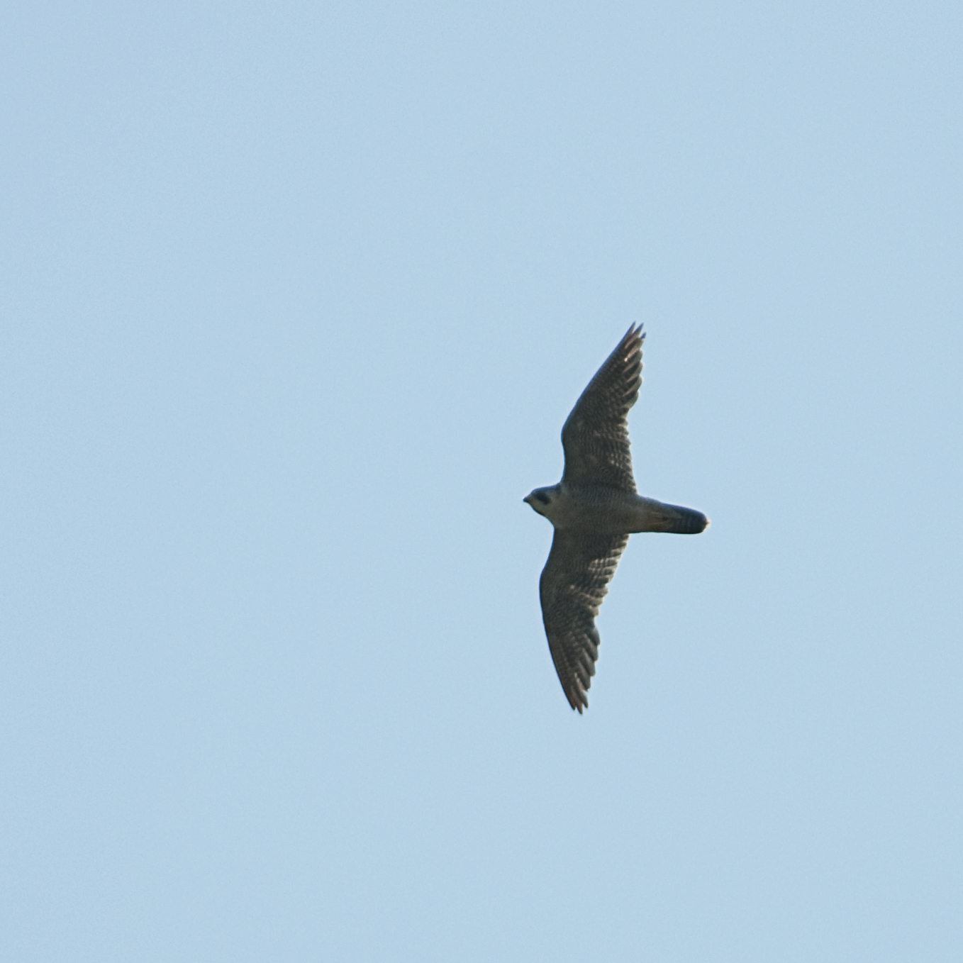 a bird soaring through the sky on a clear day