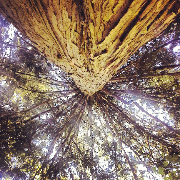 view from the bottom of a tree to a canopy of trees