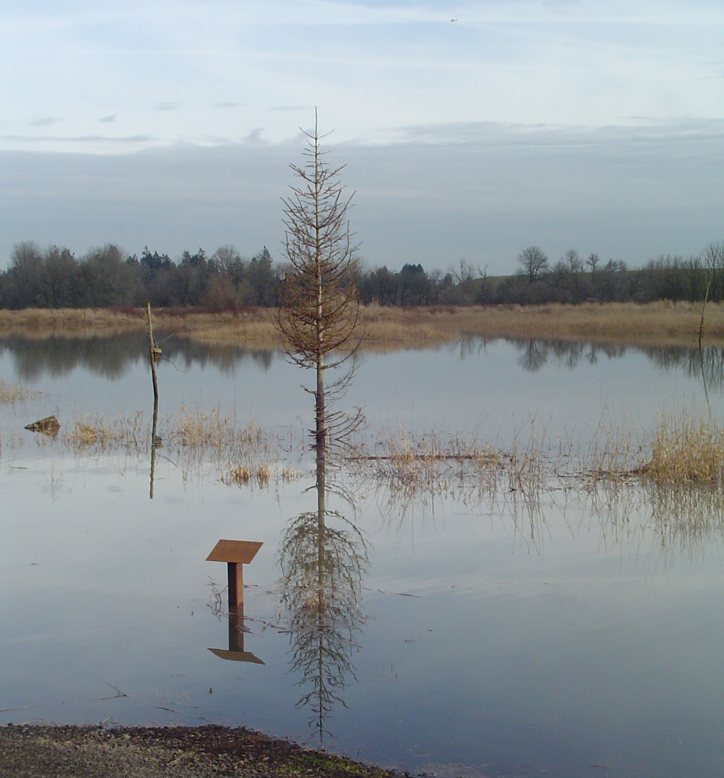 the flooded bank of a small lake with trees in it