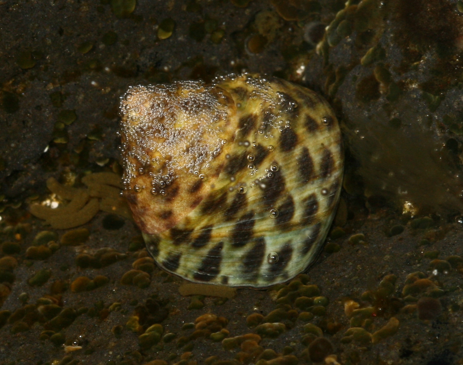a clam is shown on a bed of rocks