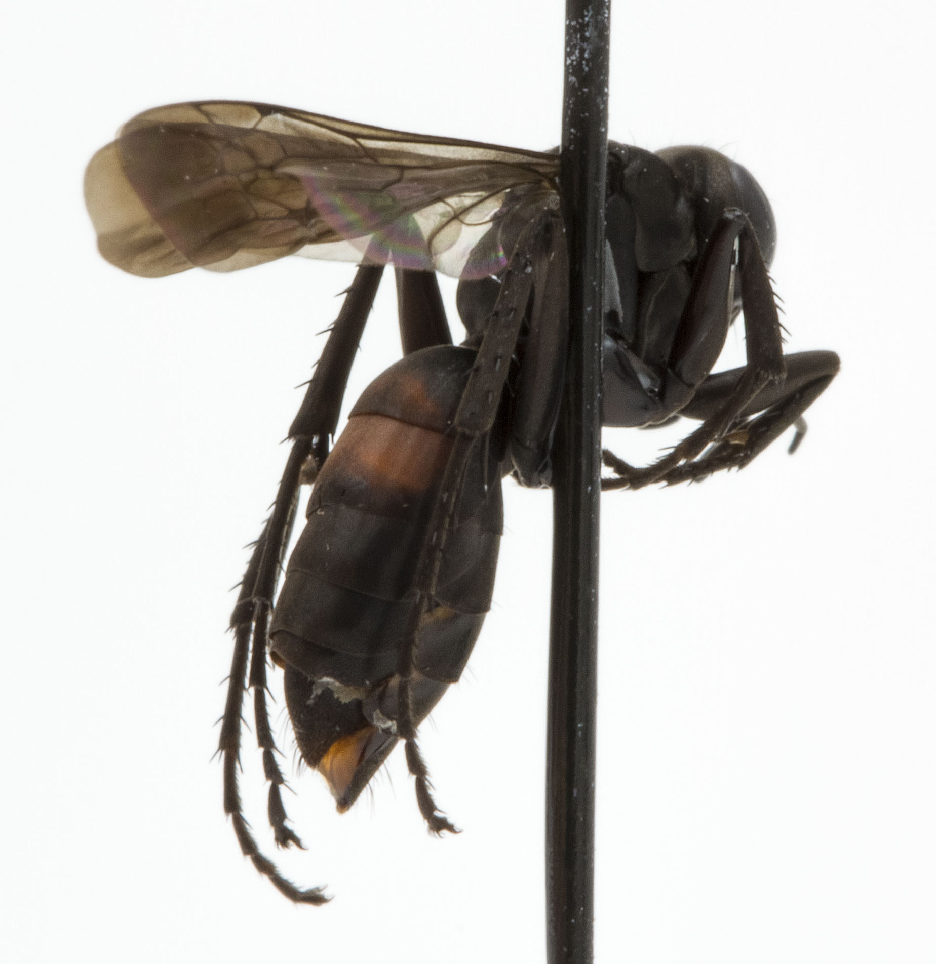 two flies perched on a pole with their heads turned to look like they are fighting