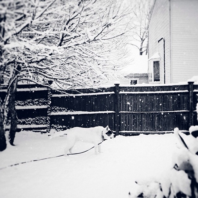 a snow covered yard and fence in winter