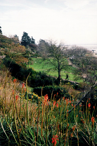 a green landscape with red flowers growing in the foreground