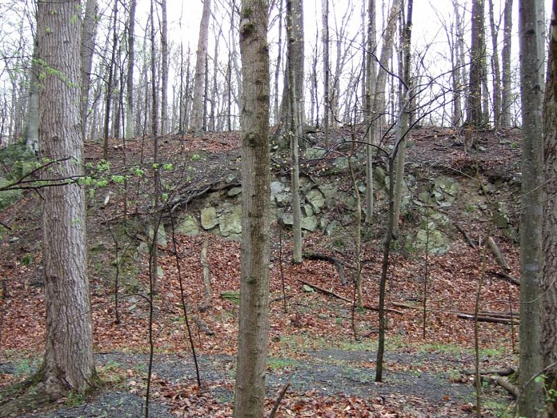 the forest is littered with dry leaves, trees and rocks