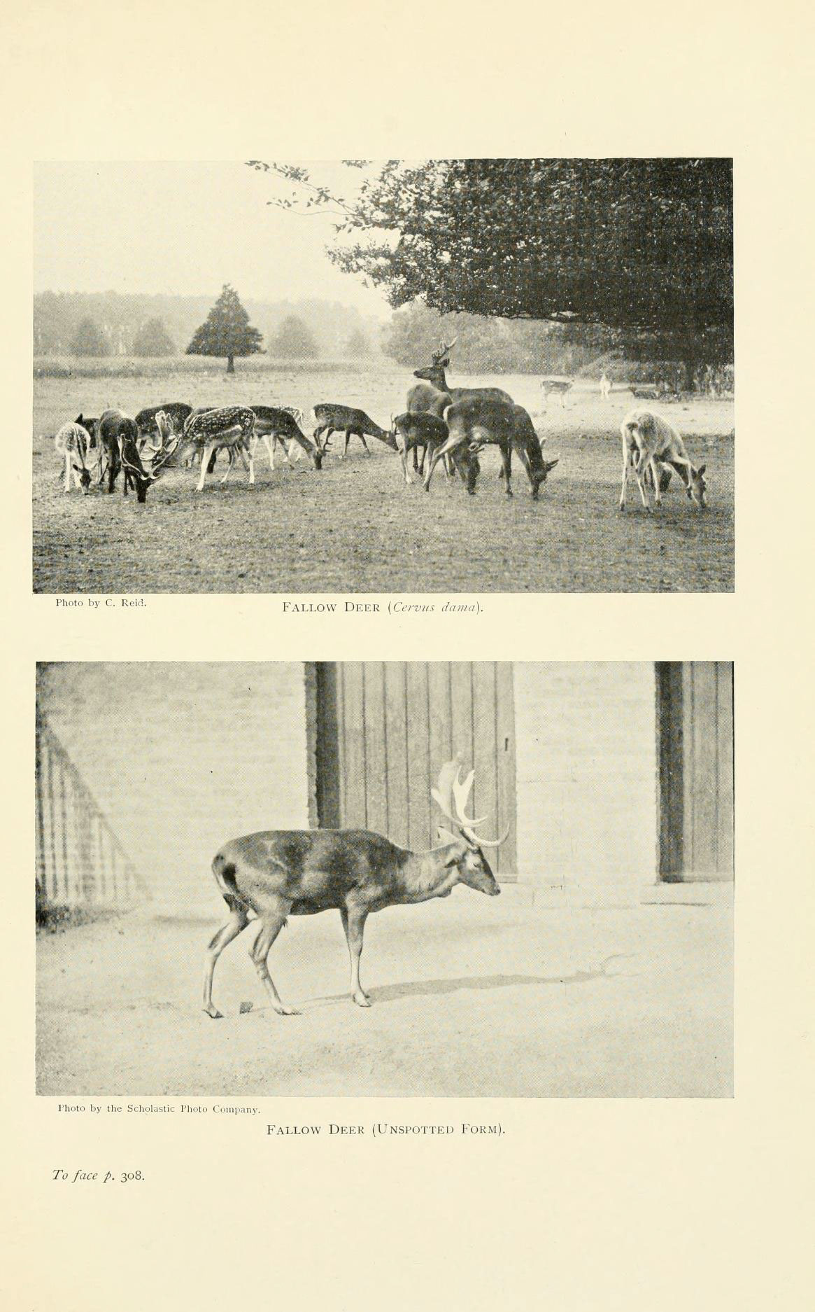 a page from an 1897 book shows deer and elk walking