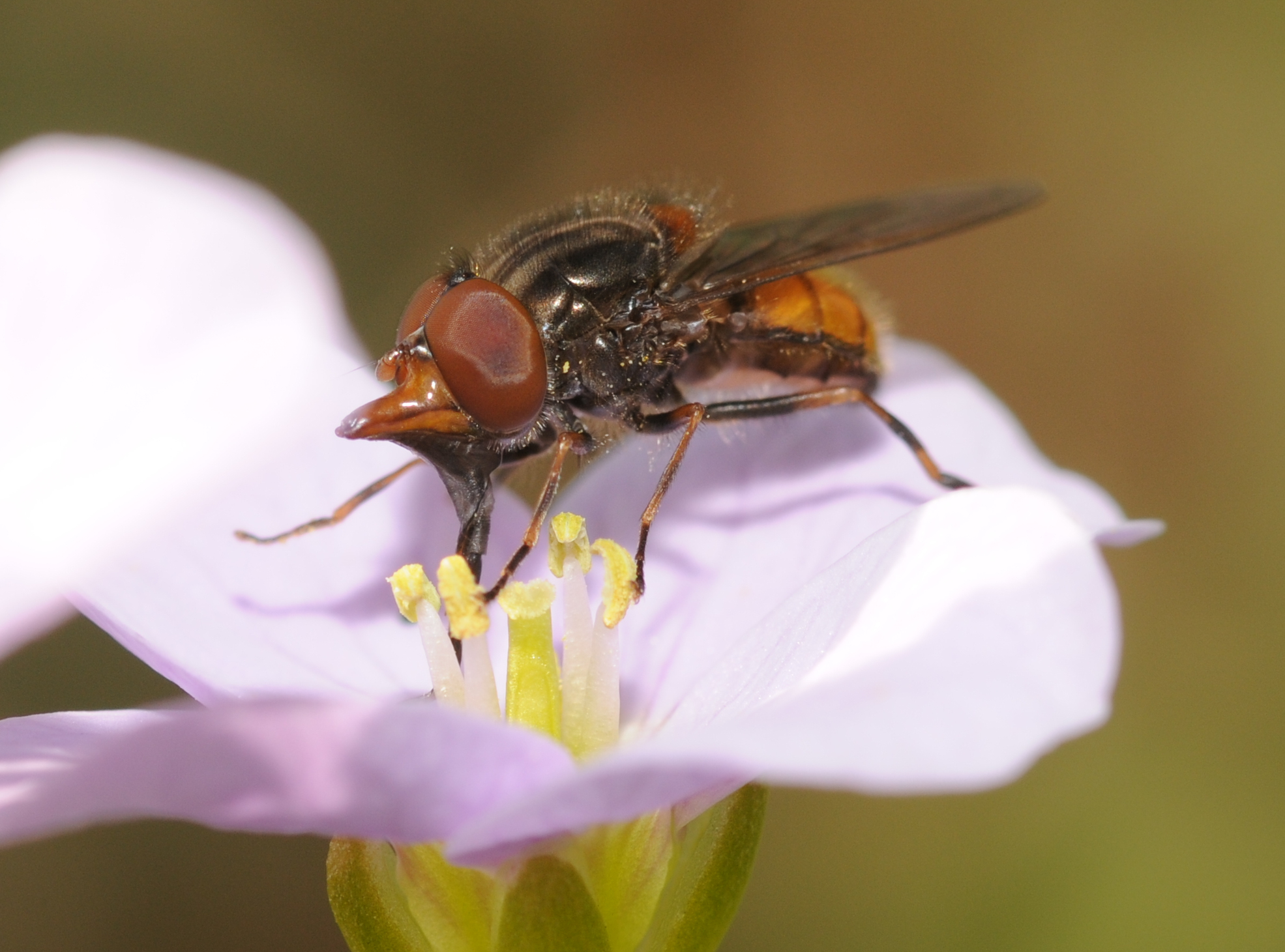 a close up of a fly on a flower