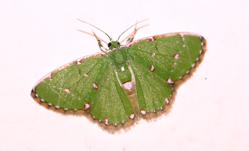 a moth with its wing open and white markings