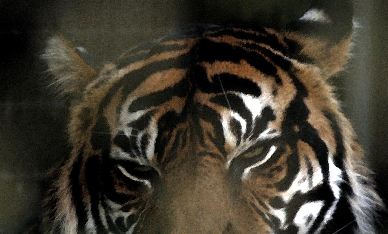 a close up of a tiger's face in blurry color