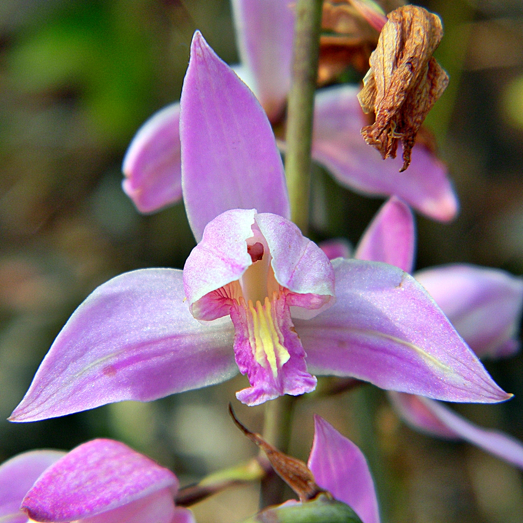 several pink flowers blooming in a sunny room