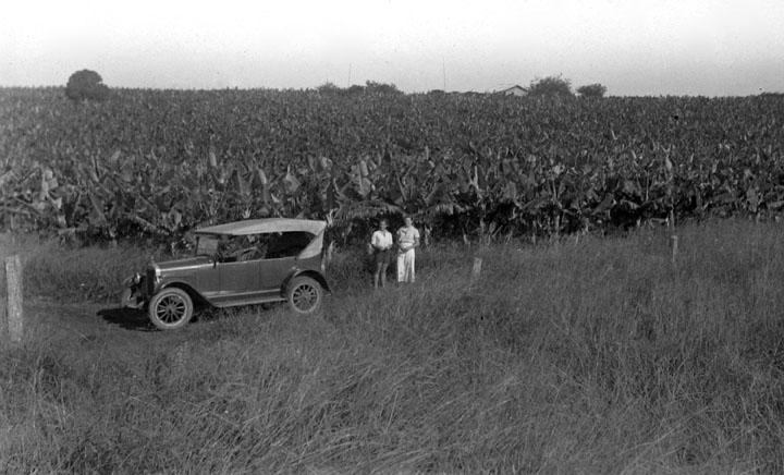 an old black and white po shows an antique car near banana plantation