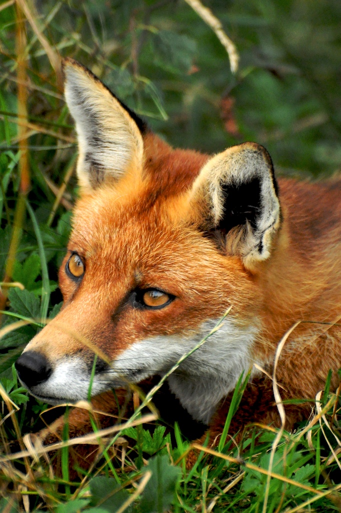 a close up of a fox in the grass with it's head near the camera