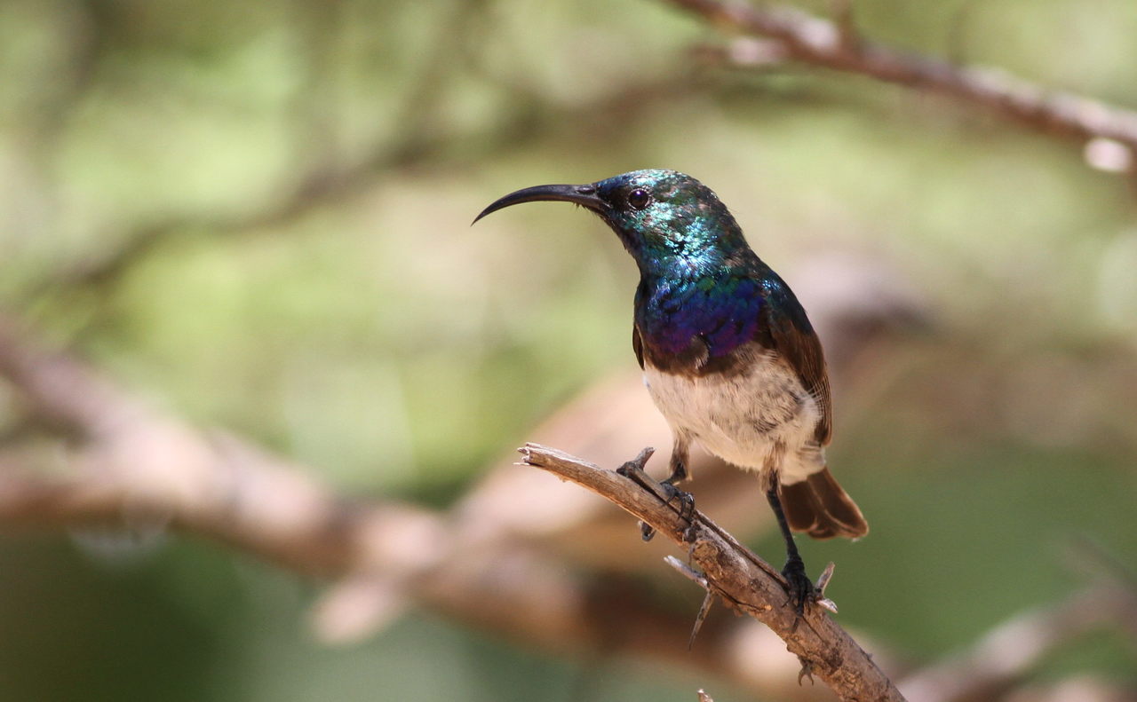 a humming bird sitting on a nch in front of some trees