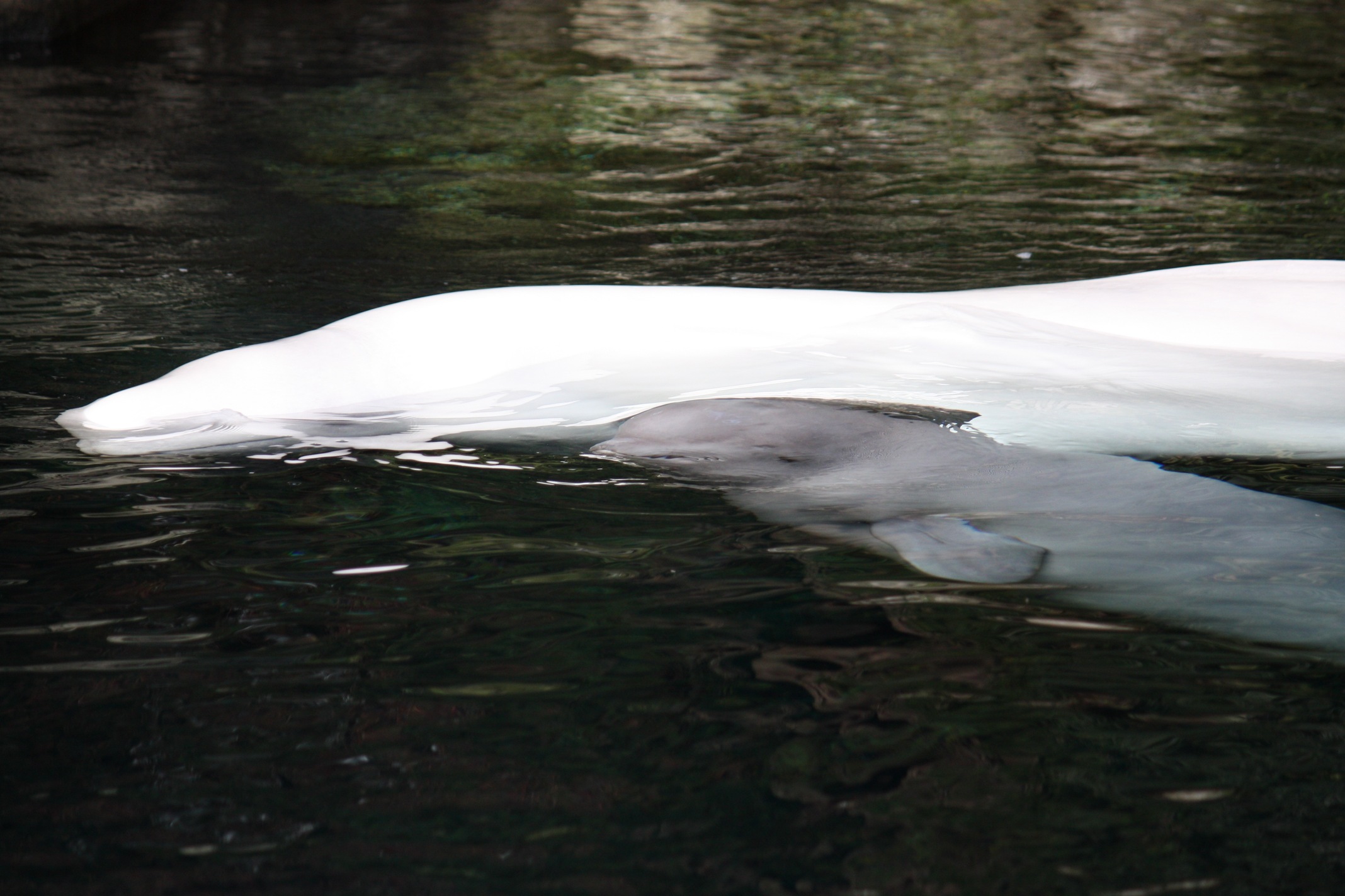 a long white tail floats over the water
