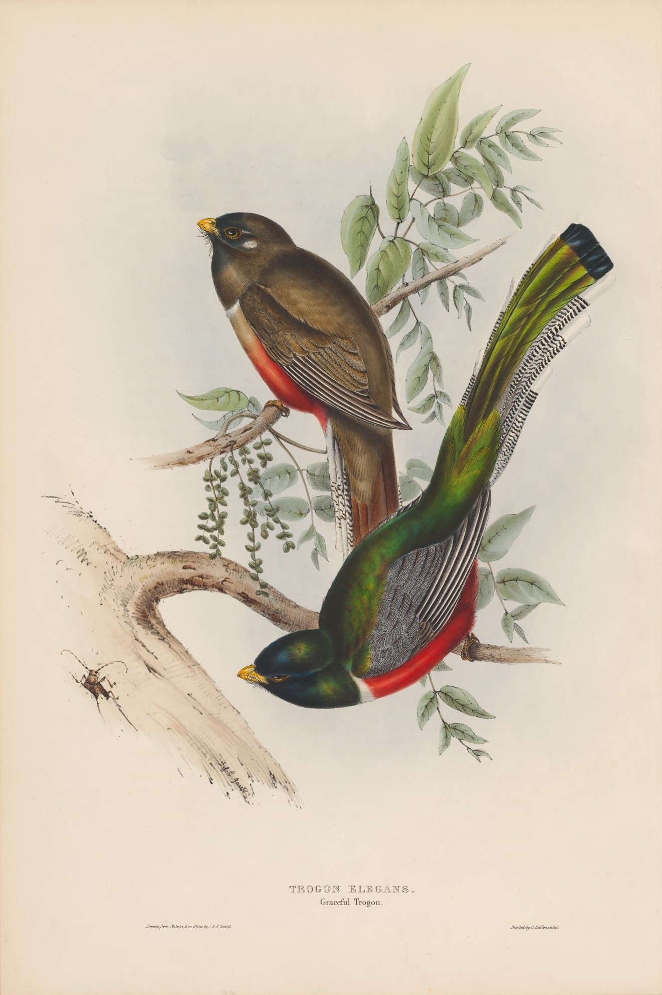 this drawing shows two red and green birds perched on nches