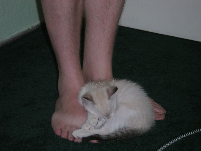 a person standing over a cat in the floor