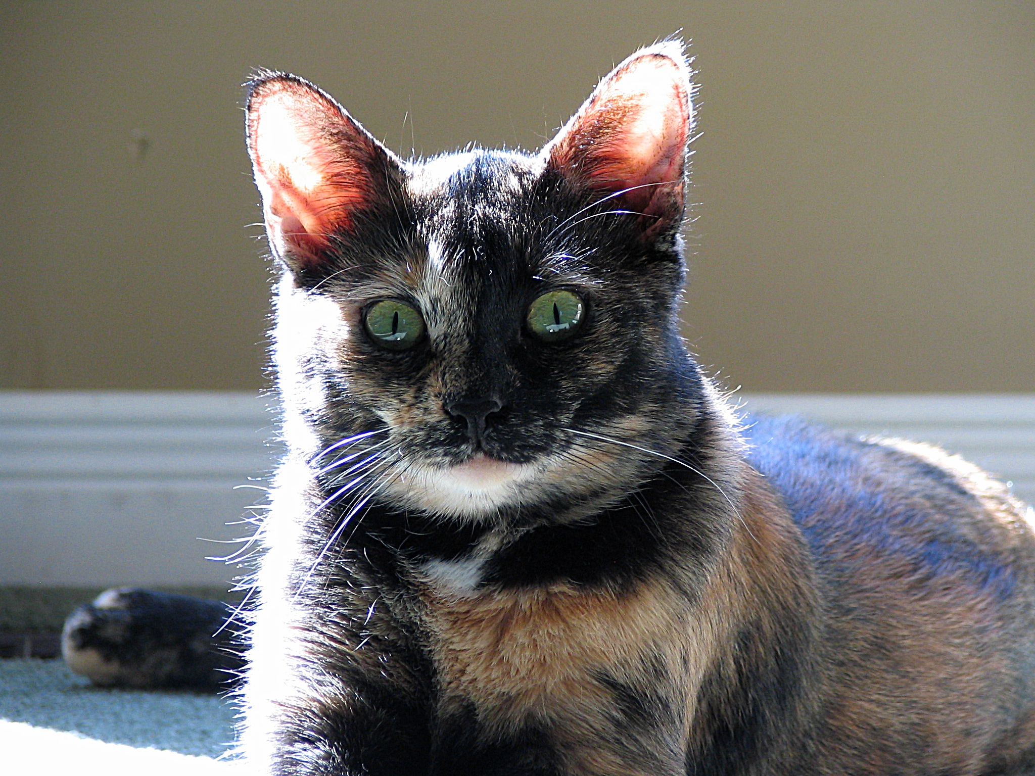 a cat with green eyes and brown fur