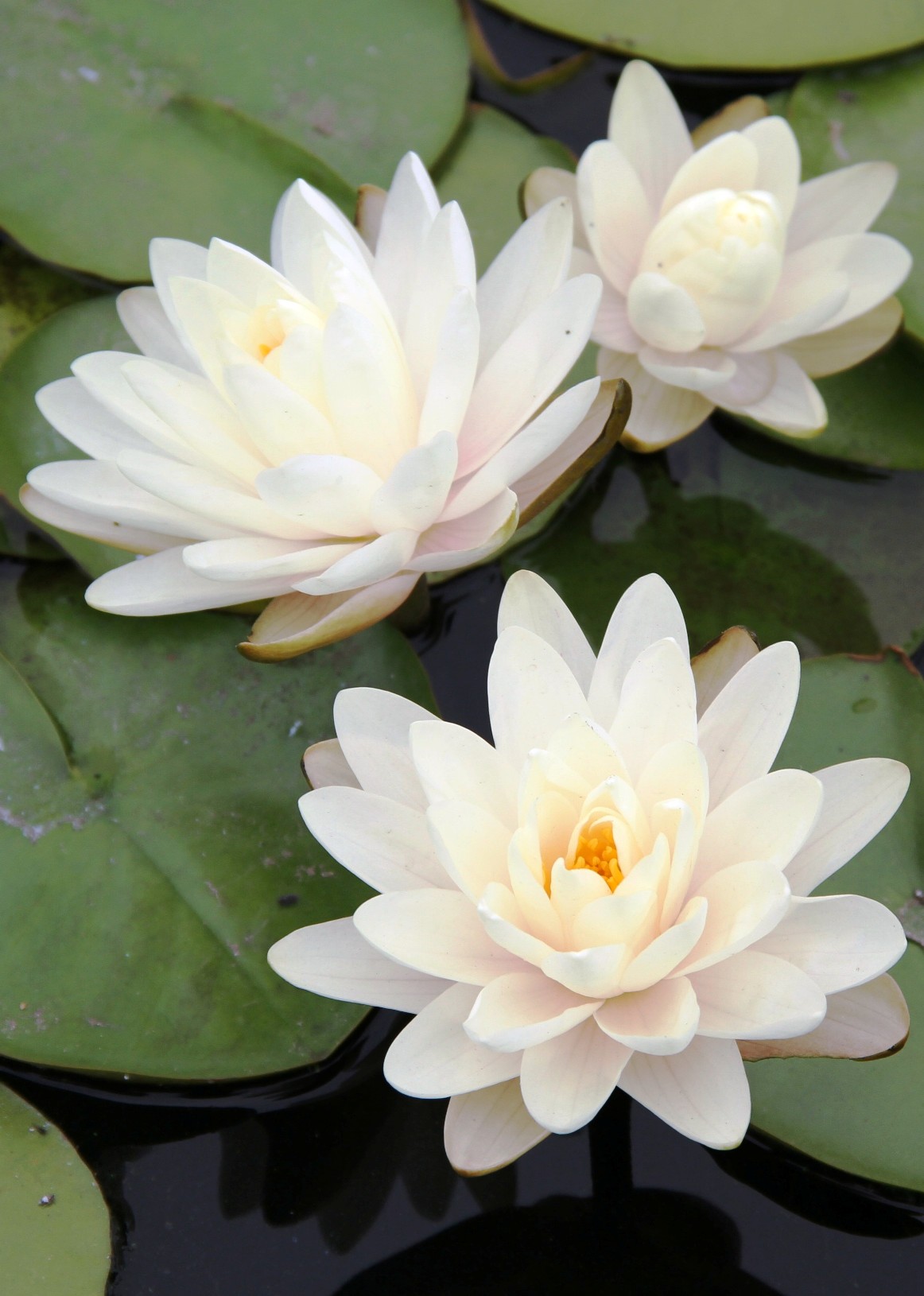 two white flowers are in the pond