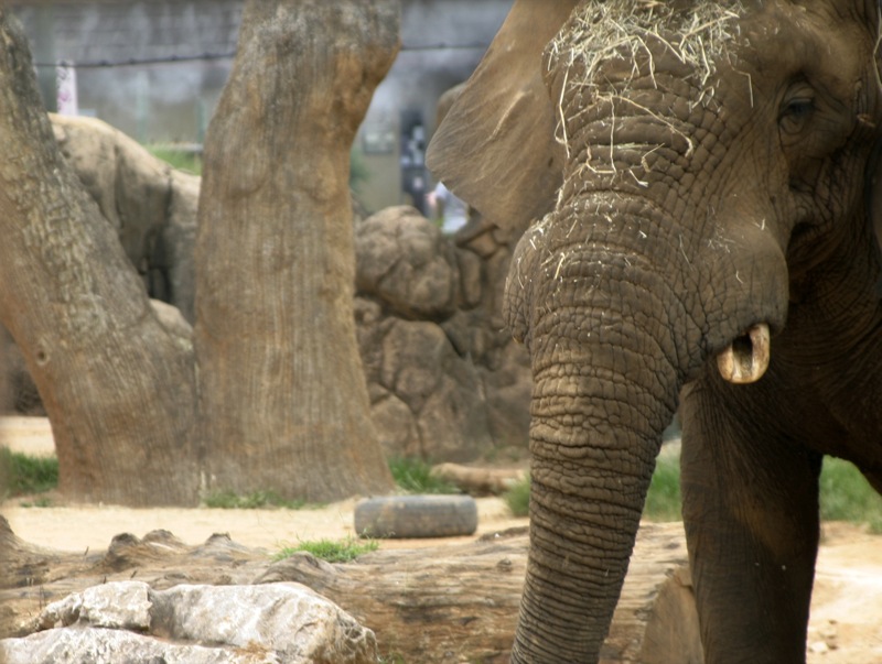 an elephant eating hay near the trunk of a tree