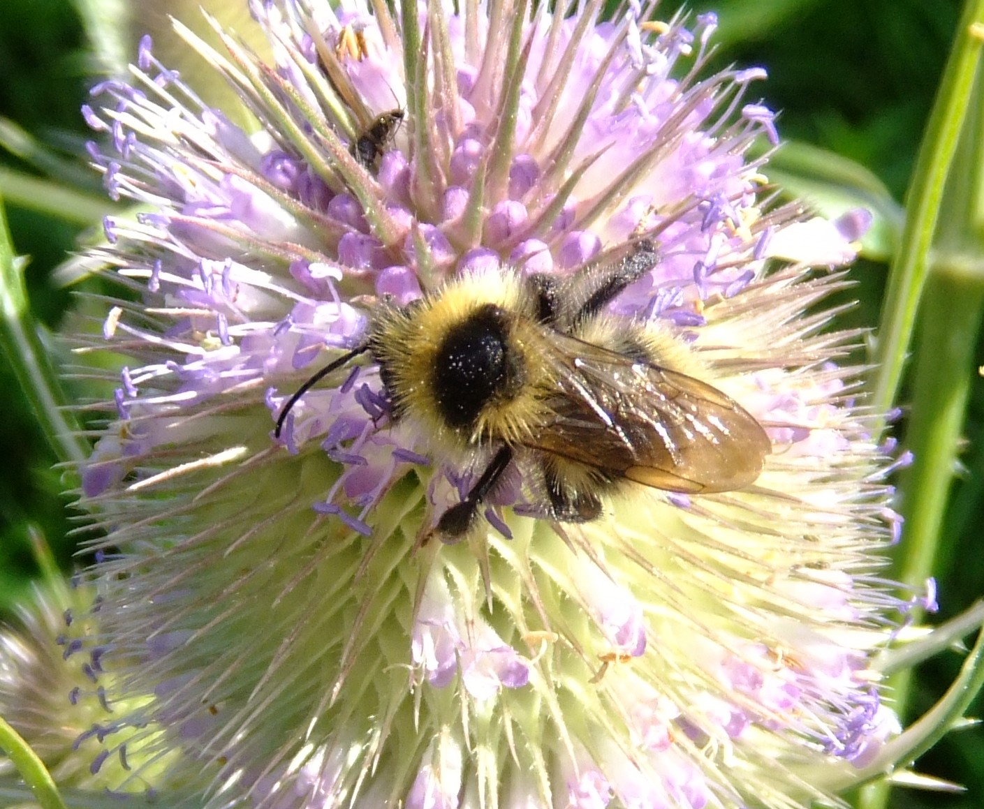 a bee is on the flower on top of it