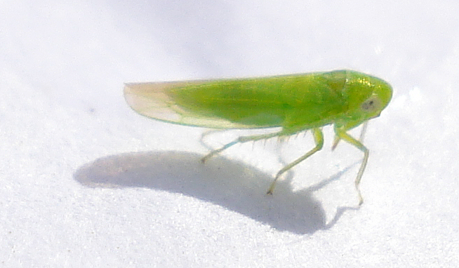 a green insect on white ground looking at the camera