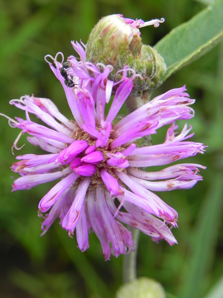 a big pretty pink flower with a bug on it