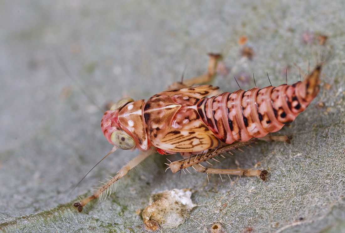 a bug is covered with multicolored stripes