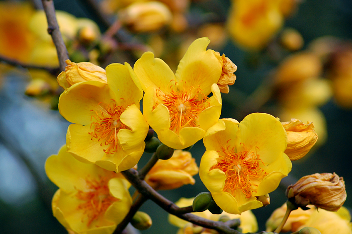 bright yellow flowers are blooming on the nches of a tree