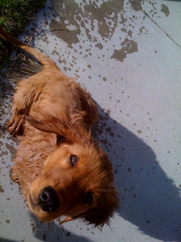 dog with wet coat sitting on pavement outside