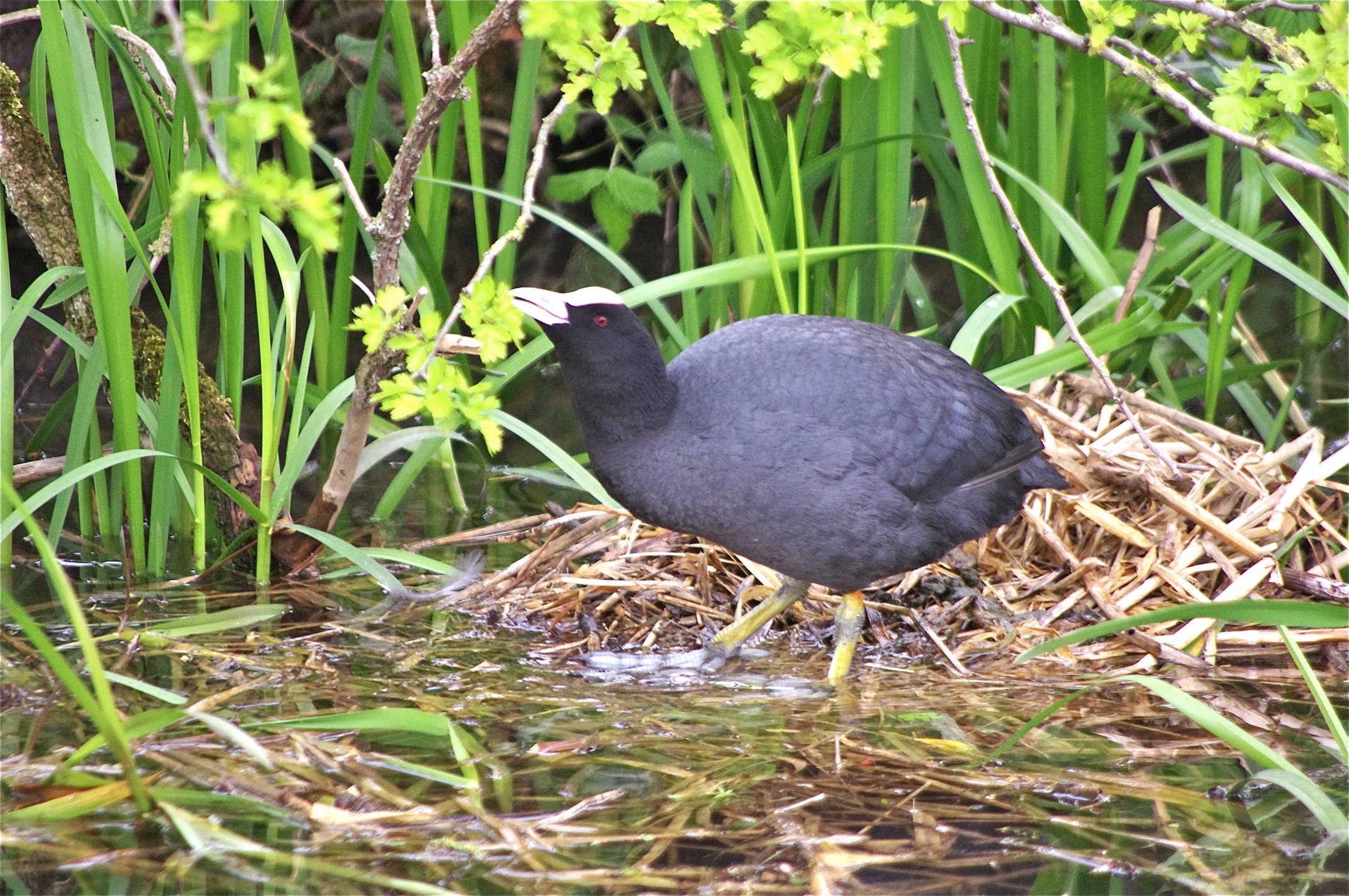 black bird standing on the nest in the water