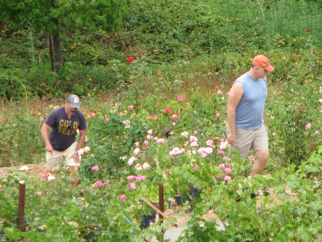 two people working in a garden of roses