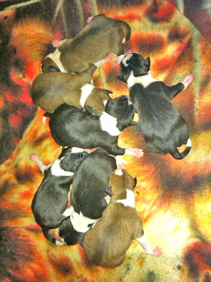 several dogs sleeping in a pile on the ground