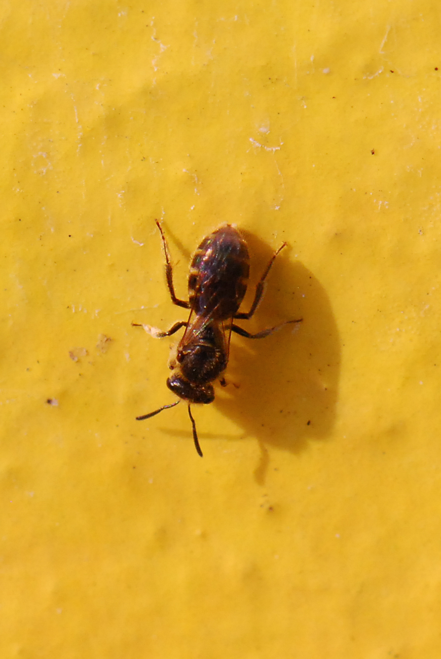 a close up s of a bug on a yellow surface