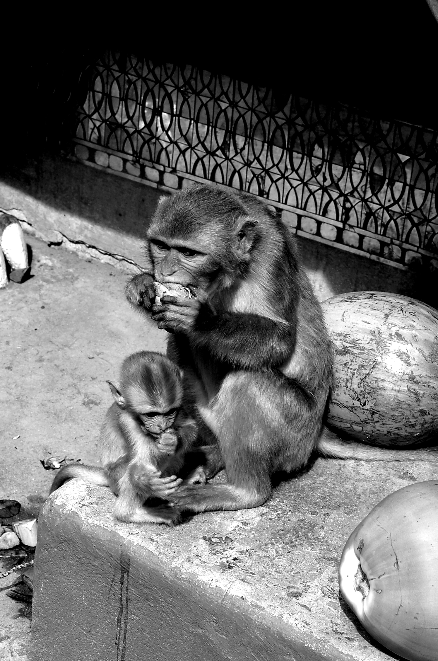 a mother gorilla with a small child sitting on concrete