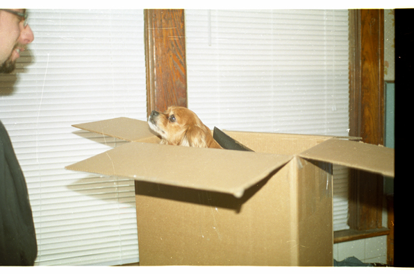 a small dog in a cardboard box with a man standing nearby