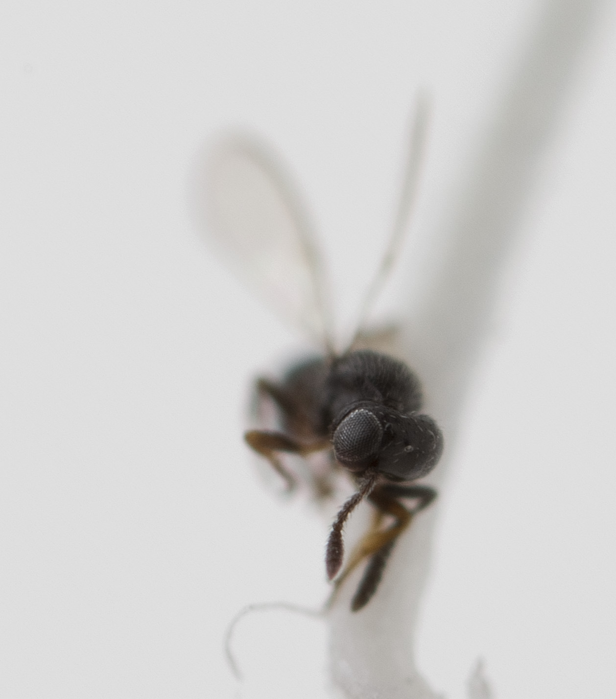 a bee sits on a flower and stares in to the camera