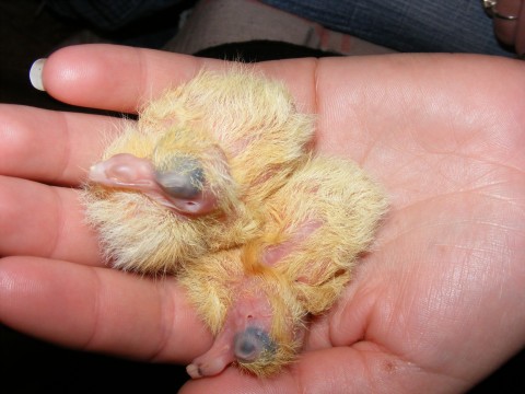 a baby bird that is held in someones hand
