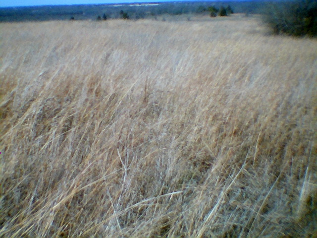 the brown grass is very thin with a little wind in it