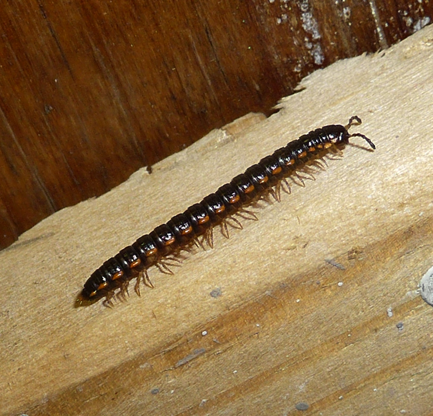 a very big caterpillar walking on a wood