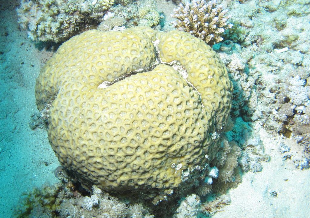 an image of a large yellow sponge on the ocean floor