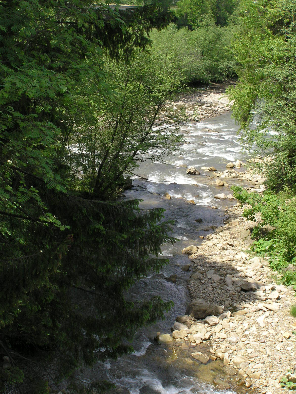 a small river runs through a wooded area